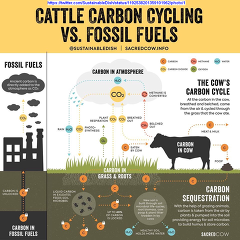 Kohlenstoffkreislauf