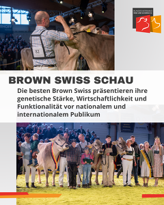 Brown Swiss Show
