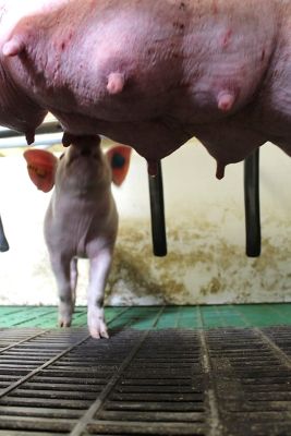 Größen- und Gewichtsverhältnis von Ferkel und Sau (Quelle: ZDS).