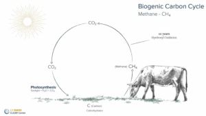 Biogenic Carbon Cycle