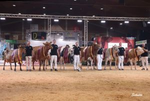 Die sechs Grand Champions der Rasse Holsteon, Red Holstein, Fleckvieh, Brown Swiss, Angler und Jersey der German Dairy Show 2023