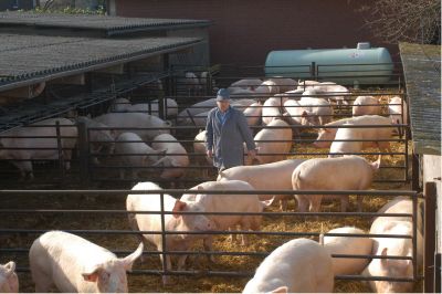 Mastschweine in einem eingestreuten Auslauf (Quelle: SVR).