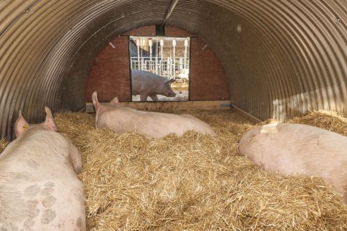 Schweine in Freilandhaltung (Bild: SVR).